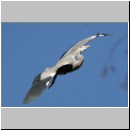 Ardea cinerea Graureiher 05.jpg